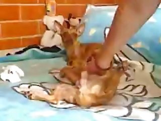 Animal Porn Videos New