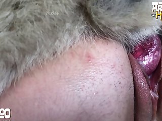 Animal Trainer 20 Porn