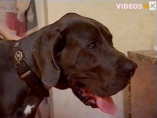 Porn Videos Of Animal