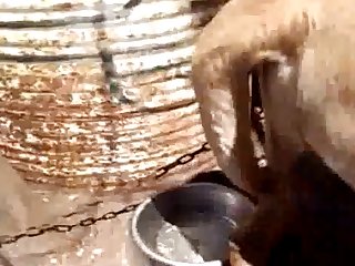 Animal With Women Porn Tube