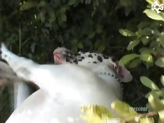 Girl And Animal Sex Porn Hub