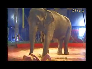 Ver Videos Pornos De Zoofilia