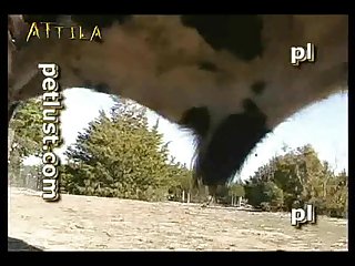 Zoofilia Con Un Caballo