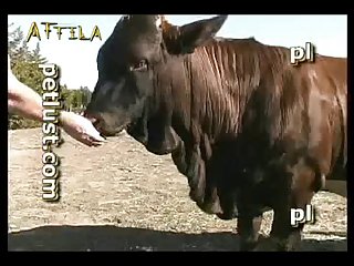 Zoofilia Con Un Caballo