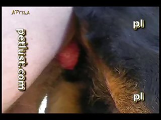 Zoofilia Discord