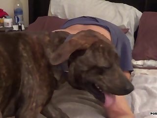 Forced To Fuck Dog Porn