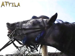 Gabi And Denise Denver In Horse Story 1