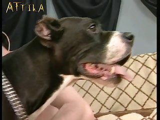 Pussy Lovin' Pitbull Part 2
