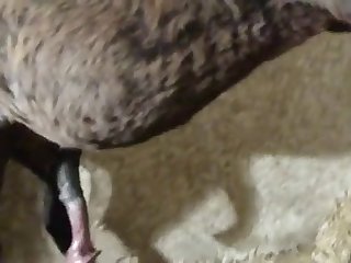 Cassidy Ryan Feet Xxx Porn