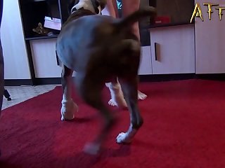 Penis Animal Pornhub