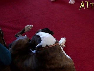 Penis Animal Pornhub