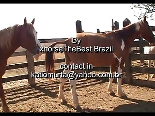 Stallion Vs Mare Pampa Sc 3