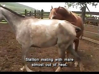 Squirting Mare