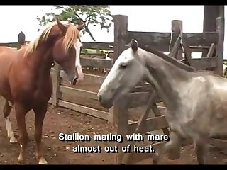 Squirting Mare