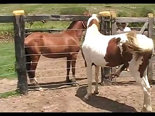 Horse Vs Mare