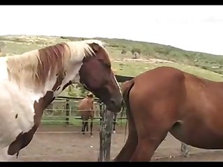 Horse Vs Mare