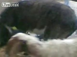 Donkey Happy With His Own Company Youtube
