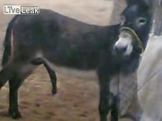 Donkey Happy With His Own Company Youtube