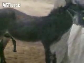 Donkey Happy With His Own Company Youtube