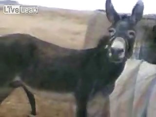 Donkey Happy With His Own Company Youtube