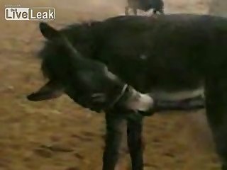 Donkey Happy With His Own Company Youtube