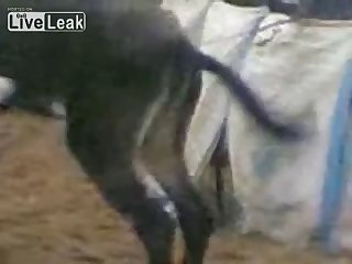 Donkey Happy With His Own Company Youtube