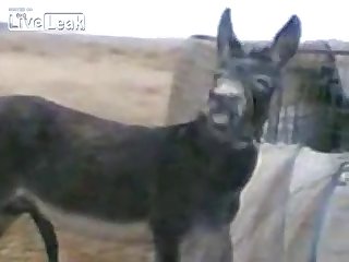Donkey Happy With His Own Company Youtube