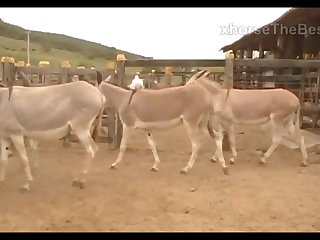 Donkeys Dena's Farm 01