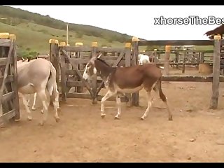 Donkeys Dena's Farm 01