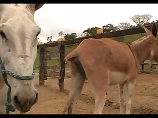 Donkeys Dena's Farm 01