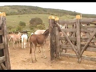 Donkeys Dena's Farm 01