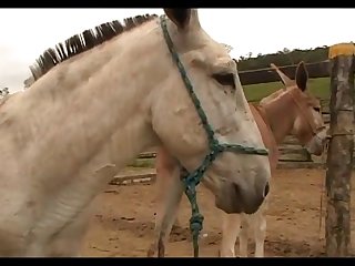 Donkeys Dena's Farm 01