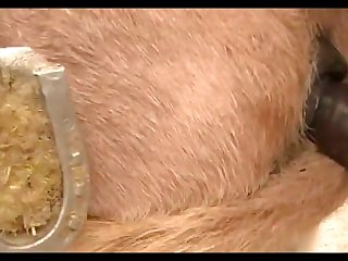 Donkeys Dena's Farm 01