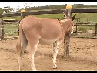 Donkeys Dena's Farm 01