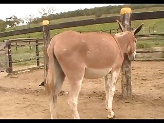 Donkeys Dena's Farm 01