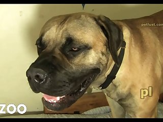 P137 Excited Mastiff