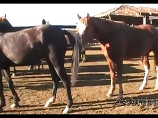 Dinho Stallion 1