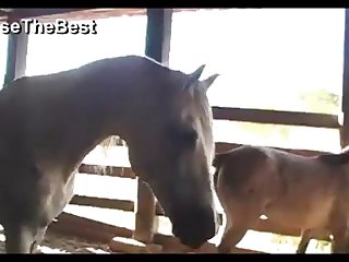 Light Madonna Ass And Stud 2