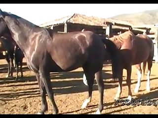 Dinho Stallion 1