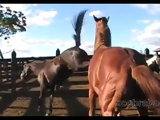Dinho Stallion 1