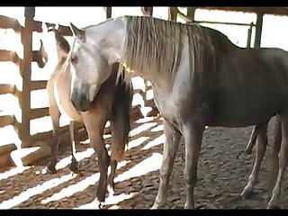 Light Madonna Ass And Stud 2