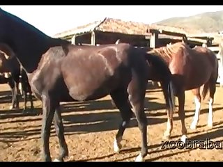Dinho Stallion 1