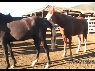 Dinho Stallion 1