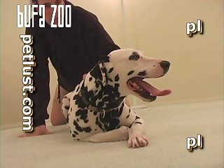 P117 Dalmatian Quickie