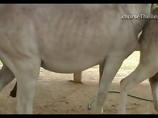 Donkey Mating