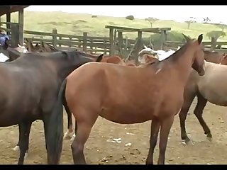 Stallion Crioulo Attack