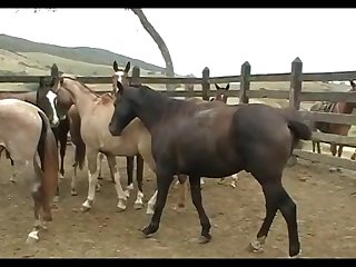 Stallion Crioulo Attack