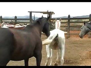 Stallion Crioulo Attack