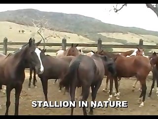 Stallion Crioulo Attack