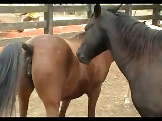Stallion Crioulo Attack